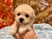 Chloe , a female Maltipoo and Poodle - Toy  for sale in Tampa, FL – 6 of 9