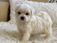 Oliver, a male Maltipoo and Poodle - Toy  for sale in Tampa, FL – 8 of 9