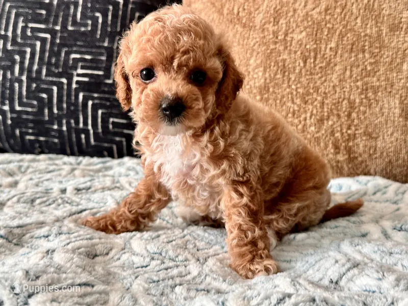 Fendi Tiny  – Maltipoo, Poodle - Toy  puppy for sale in Tampa, FL