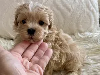 Bruno, a male Maltipoo and Poodle - Toy  for sale in Tampa, FL – 7 of 10