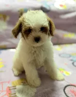 Mattie , a female Maltipoo and Poodle - Toy  for sale in Tampa, FL – 5 of 10