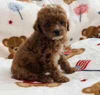 Rosie , a female Maltipoo and Poodle - Toy  for sale in Tampa, FL – 3 of 10