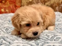 Loki, a male Maltipoo and Poodle - Toy  for sale in Tampa, FL – 5 of 10