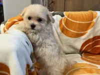 Charlie, a male Maltipoo and Poodle - Toy  for sale in Tampa, FL – 9 of 10