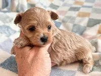 Lily , a female Maltipoo and Poodle - Toy  for sale in Tampa, FL – 9 of 9