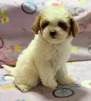 Mattie , a female Maltipoo and Poodle - Toy  for sale in Tampa, FL – 3 of 10