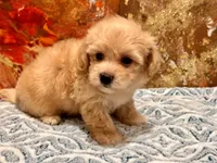 Loki, a male Maltipoo and Poodle - Toy  for sale in Tampa, FL – 3 of 10