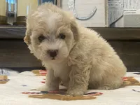 Scooter, a male Maltipoo and Poodle - Toy  for sale in Tampa, FL – 9 of 10