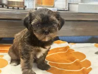 Lu Lu , a female Yorkshire Terrier and Shorkie for sale in Tampa, FL – 6 of 10