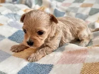 Lily , a female Maltipoo and Poodle - Toy  for sale in Tampa, FL – 8 of 9