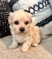 Lucy , a female Maltipoo and Poodle - Toy  for sale in Tampa, FL – 1 of 10