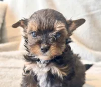 Lilly  Tiny , a female Yorkshire Terrier for sale in Tampa, FL – 2 of 10