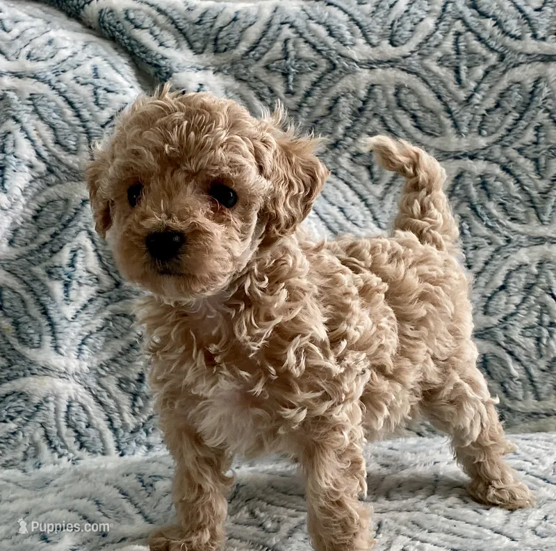 Tillie  – Maltipoo, Poodle - Toy  puppy for sale in Tampa, FL