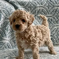 Tillie , a female Maltipoo and Poodle - Toy  for sale in Tampa, FL – 1 of 7
