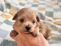 Lu Lu , a female Maltipoo and Poodle - Toy  for sale in Tampa, FL – 10 of 10