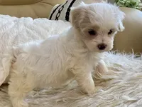 Charlie, a male Maltipoo and Poodle - Toy  for sale in Tampa, FL – 6 of 8