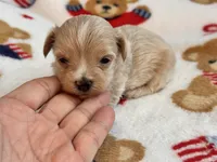 Ziggy , a male Maltipoo and Poodle - Toy  for sale in Tampa, FL – 6 of 10