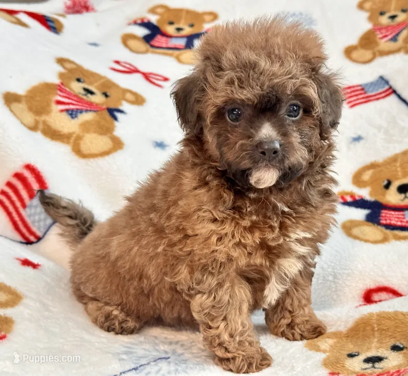 Misa – Maltipoo, Poodle - Toy  puppy for sale in Tampa, FL