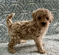 Tillie , a female Maltipoo and Poodle - Toy  for sale in Tampa, FL – 6 of 7