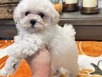 Lulu  Tiny , a female Maltipoo and Poodle - Toy  for sale in Tampa, FL – 6 of 10