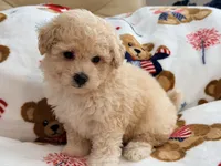 Mbappe, a male Maltipoo and Poodle - Toy  for sale in Tampa, FL – 5 of 10