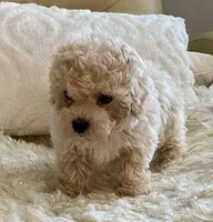 Sammy, a male Maltipoo and Poodle - Toy  for sale in Tampa, FL – 4 of 10