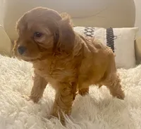 Tucker Toy F1b, a male Cavapoo and Poodle - Toy  for sale in Tampa, FL – 6 of 10