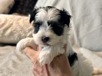 Toby Parti, a male Yorkshire Terrier for sale in Tampa, FL – 10 of 10