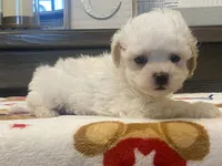 Shelby Tiny, a female Maltipoo and Poodle - Toy  for sale in Tampa, FL – 10 of 10
