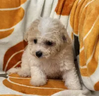 Gigi , a female Maltipoo and Poodle - Toy  for sale in Tampa, FL – 8 of 8