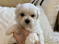 Oliver, a male Maltipoo and Poodle - Toy  for sale in Tampa, FL – 3 of 9