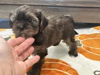 Lu Lu , a female Yorkshire Terrier and Shorkie for sale in Tampa, FL – 9 of 10