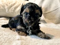 Mochi, a male Yorkshire Terrier for sale in Tampa, FL – 6 of 10