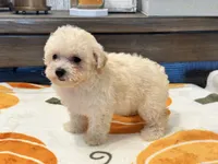 Lily, a female Maltipoo and Poodle - Toy  for sale in Tampa, FL – 3 of 10