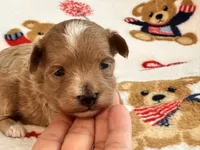 Jazzy , a male Maltipoo and Poodle - Toy  for sale in Tampa, FL – 6 of 9