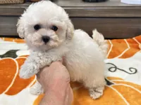 Lulu  Tiny , a female Maltipoo and Poodle - Toy  for sale in Tampa, FL – 10 of 10