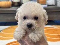 Lily, a female Maltipoo and Poodle - Toy  for sale in Tampa, FL – 7 of 10