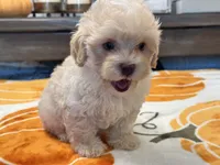 Charlie Green Eyes , a male Maltipoo and Poodle - Toy  for sale in Tampa, FL – 9 of 10