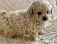 Bella , a female Maltipoo and Poodle - Toy  for sale in Tampa, FL – 1 of 10