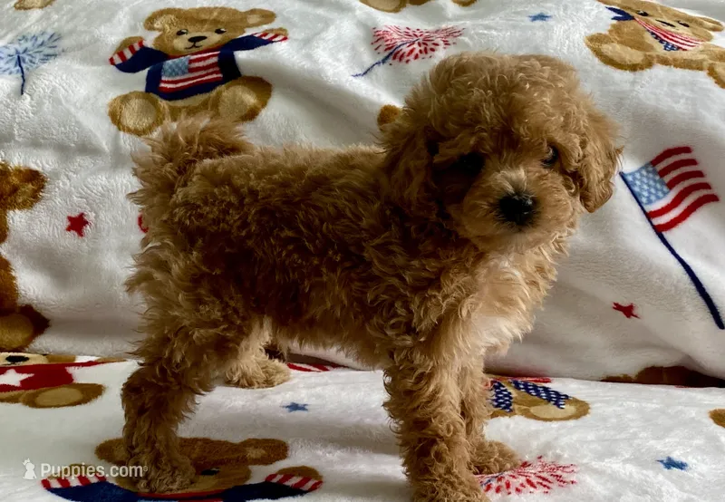 Pickles  – Maltipoo, Poodle - Toy  puppy for sale in Tampa, FL