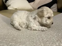 Nezzi, a female Maltipoo and Poodle - Toy  for sale in Tampa, FL – Photo 7 of 7