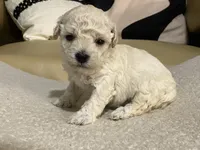 Nezzi, a female Maltipoo and Poodle - Toy  for sale in Tampa, FL – Photo 3 of 7