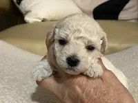 Nezzi, a female Maltipoo and Poodle - Toy  for sale in Tampa, FL – Photo 6 of 7