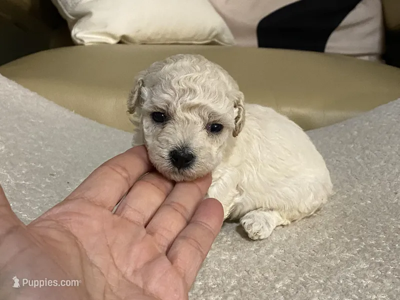 Nezzi – Maltipoo, Poodle - Toy  puppy for sale in Tampa, FL