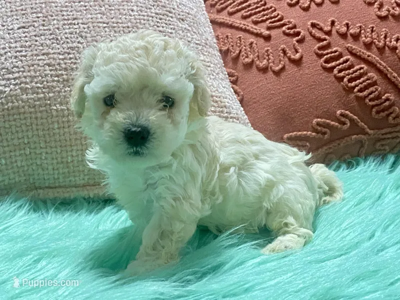 Nezzi – Maltipoo, Poodle - Toy  puppy on hold in Tampa, FL