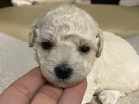 Nezzi, a female Maltipoo and Poodle - Toy  for sale in Tampa, FL – Photo 2 of 7