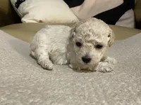 Nezzi, a female Maltipoo and Poodle - Toy  for sale in Tampa, FL – Photo 5 of 7