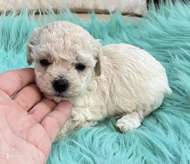 Nezzi – Maltipoo, Poodle - Toy  puppy for sale in Tampa, FL