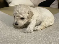 Nezzi, a female Maltipoo and Poodle - Toy  for sale in Tampa, FL – Photo 4 of 7