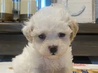 Shelby Tiny, a female Maltipoo and Poodle - Toy  for sale in Tampa, FL – 2 of 10